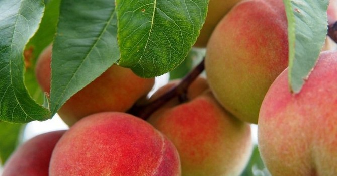 Ortofrutta piemontese in crisi, l'allarme di Confagricoltura per salvare il settore