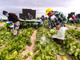 In Piemonte stop al lavoro per braccianti ed operai sotto il sole