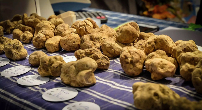 Fiera Regionale del Tartufo Bianco del Monferrato: il sapore del fungo ipogeo monferrino a Cortazzone Fiera Regionale del Tartufo Bianco del Monferrato: il sapore del fungo ipogeo monferrino a Cortazzone