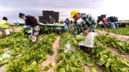 In Piemonte stop al lavoro per braccianti ed operai sotto il sole