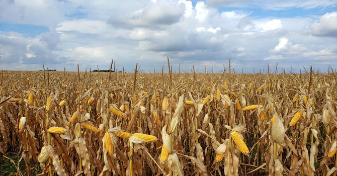Mais in Piemonte, l'allarme di Confagricoltura: aumento dei fertilizzanti, costi alle stelle per 7,6 milioni di euro Mais in Piemonte, l'allarme di Confagricoltura: aumento dei fertilizzanti, costi alle stelle per 7,6 milioni di euro