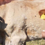 Dermatite nodulare bovina: sale la preoccupazione degli allevatori piemontesi
