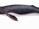 Com'era la balena grigia di Cortandone (ricostruzione Piero Damarco)