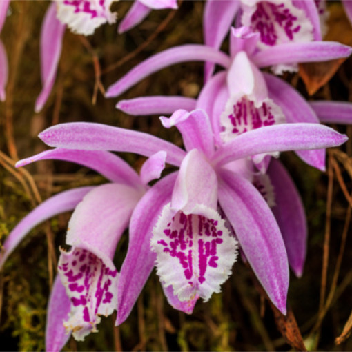 Monale, a caccia di orchidee spontanee con la camminata di primavera di Legambiente Valtriversa