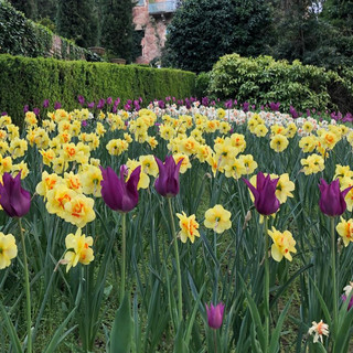 Al castello di Piea torna “il narciso incantato”, tra fiori ed eventi fino al 3 maggio