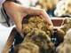 Moncalvo si prepara alla Fiera del Tartufo: tre giorni tra sapori, show cooking e novità immersive Moncalvo si prepara alla Fiera del Tartufo: tre giorni tra sapori, show cooking e novità immersive