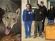 Catturata a Novi Ligure la giovane lupa confidente Catturata a Novi Ligure la giovane lupa confidente
