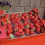 Peveragno torna a raccontarsi attraverso la sua fragola Peveragno torna a raccontarsi attraverso la sua fragola