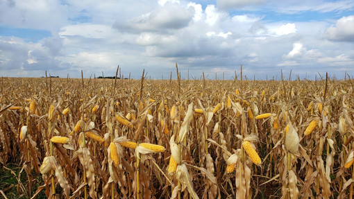 Mais in Piemonte, l'allarme di Confagricoltura: aumento dei fertilizzanti, costi alle stelle per 7,6 milioni di euro Mais in Piemonte, l'allarme di Confagricoltura: aumento dei fertilizzanti, costi alle stelle per 7,6 milioni di euro