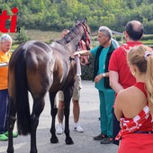Il cavallo di Moncalvo (Merphefoto)
