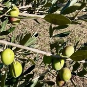 Oliveti Giachino: l’eccellenza dell’olio tra le colline torinesi