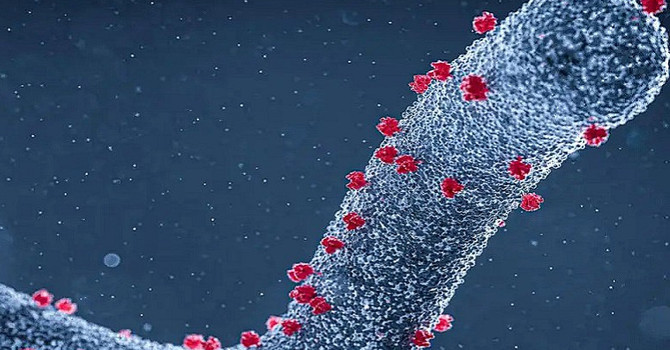 Sospetto caso di Marburg virus, il tampone ha dato esito negativo