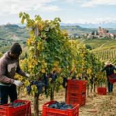 Stagionali agricoli, dalla Regione oltre 73mila euro per l’accoglienza temporanea