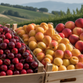 Stagione estiva positiva per l'ortofrutta piemontese: le  cooperative chiudono con il sorriso