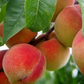 Ortofrutta piemontese in crisi, l'allarme di Confagricoltura per salvare il settore