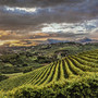 Archivio Paesaggi Vitivinicoli del Piemonte Langhe, Roero, Monferrato Unescp (Credito Carlo Avataneo)