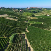 &quot;Qualità e diversificazione: da qui passa il futuro del vino cooperativo&quot;
