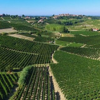 &quot;Qualità e diversificazione: da qui passa il futuro del vino cooperativo&quot;