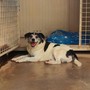Cane anziano incastrato nella legnaia a Dogliani: l'appello del canile per ritrovare i padroni di "Eugenio" Cane anziano incastrato nella legnaia a Dogliani: l'appello del canile per ritrovare i padroni di "Eugenio"