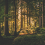 Essere bosco: a Cerretto Langhe una camminata alla scoperta della natura Essere bosco: a Cerretto Langhe una camminata alla scoperta della natura