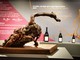 Musei di Asti accoglie ‘L’Anima del Vino’: il racconto artistico della Barbera Musei di Asti accoglie ‘L’Anima del Vino’: il racconto artistico della Barbera