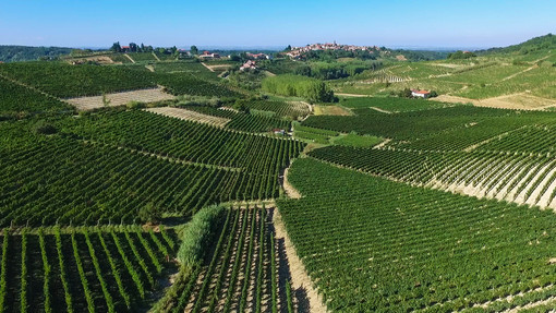 &quot;Qualità e diversificazione: da qui passa il futuro del vino cooperativo&quot;