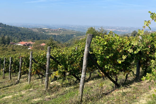 Vendemmia 2025: qualità in crescita tra DOC e DOCG piemontesi