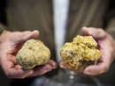 Viviamo in un posto bellissimo pieno di fiere del tartufo
