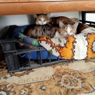 Alcuni dei micetti in cerca di casa