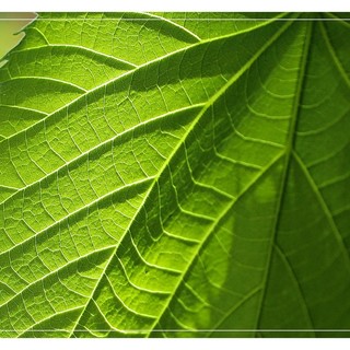 Ph Merfephoto