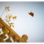 Ph Efrem Zanchettin - Merfephoto