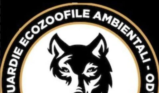 Ami gli animali? Gea-Odv apre le iscrizioni al 3° corso 2026 per Guardie Zoofile Ami gli animali? Gea-Odv apre le iscrizioni al 3° corso 2026 per Guardie Zoofile