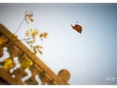 Ph Efrem Zanchettin - Merfephoto Ph Efrem Zanchettin - Merfephoto