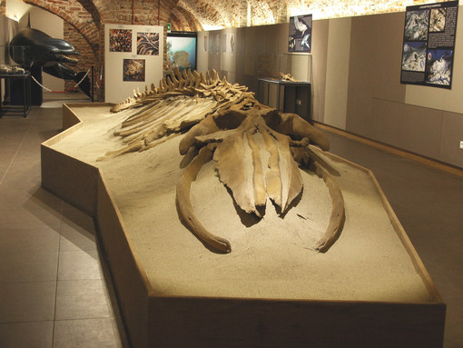 Il fossile di balena, ritrovato a Vigliano, è uno dei preziosi reperti custoditi al Museo Paleontologico di Asti