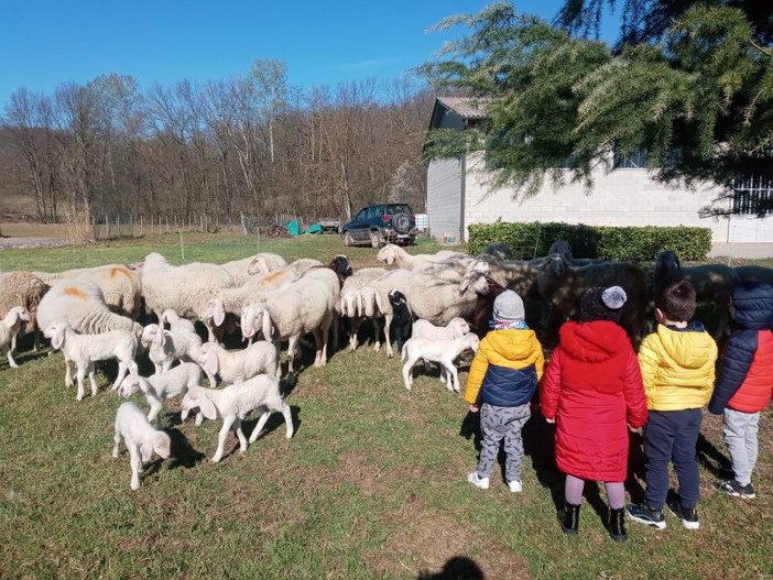 I piccoli della scuola d'infanzia di Castelnuovo Belbo alla scoperta di un gregge di pecore