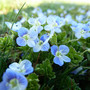 Veronica persica o Occhi della Madonna, una leggenda dietro il fiore