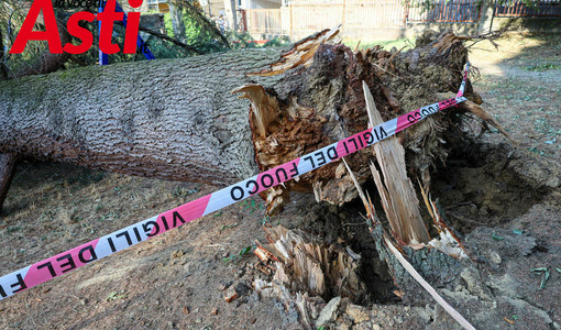 Alberi caduti ad Asti, Briccarello attacca la maggioranza: “Non sono colpevoli le piante, ma anni di incuria”. Interpellanza della minoranza [VIDEO]