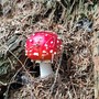 Un esemplare di Amanita Muscaria, non commestibile