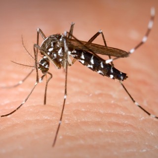 Confermato un caso di Dengue ad Asti: scatta la disinfestazione urgente contro la zanzara tigre