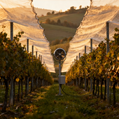 Agricoltura, cinque milioni di euro a 257 aziende piemontesi per reti antigrandine e impianti antigelo Agricoltura, cinque milioni di euro a 257 aziende piemontesi per reti antigrandine e impianti antigelo