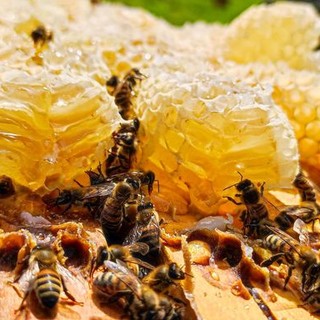 Lunedì 29 maggio è la Giornata delle api. La sensibilizzazione di Coldiretti Asti