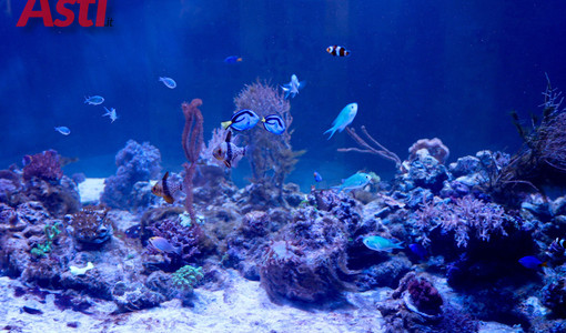 Galleria fotografica di MerfePhoto