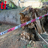 Alberi caduti ad Asti, Briccarello attacca la maggioranza: “Non sono colpevoli le piante, ma anni di incuria”. Interpellanza della minoranza [VIDEO]