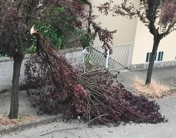 Un albero caduto ieri ad Asti in via Catalani