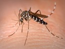 Confermato un caso di Dengue ad Asti: scatta la disinfestazione urgente contro la zanzara tigre Confermato un caso di Dengue ad Asti: scatta la disinfestazione urgente contro la zanzara tigre