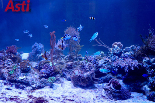 Galleria fotografica di MerfePhoto