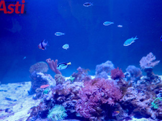 Galleria fotografica di MerfePhoto