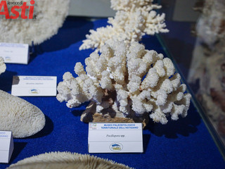 Galleria fotografica di MerfePhoto