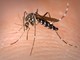 Confermato un caso di Dengue ad Asti: scatta la disinfestazione urgente contro la zanzara tigre