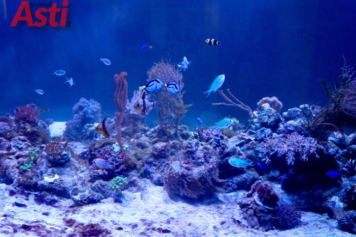 Galleria fotografica di MerfePhoto